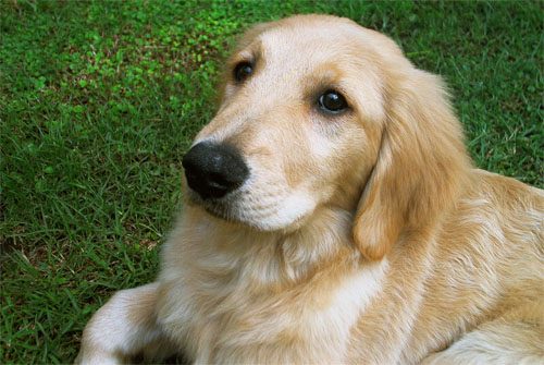 10 razones por las cuales un perro mejora la vida