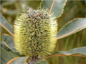 Banksia Robur: la flor australiana eficaz contra la fatiga