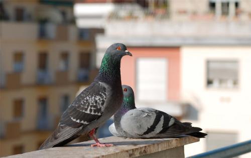 Cómo ahuyentar las palomas del balcón de forma natural