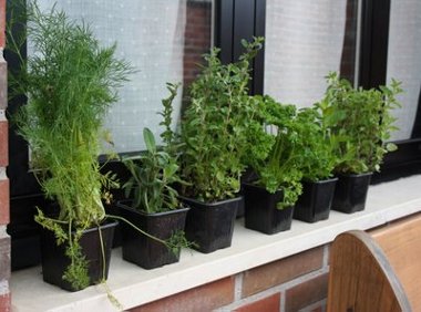 Consejos para cultivar hierbas aromáticas en el balcón