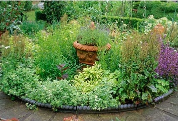 ¿Qué plantas cultivar para tener un jardín medicinal?