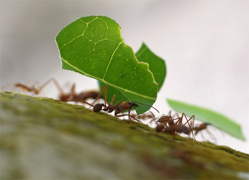 Remedios naturales para combatir las hormigas del jardín