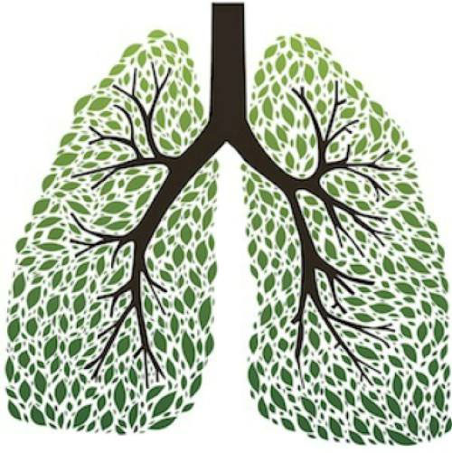 8 plantas benéficas para el sistema respiratorio