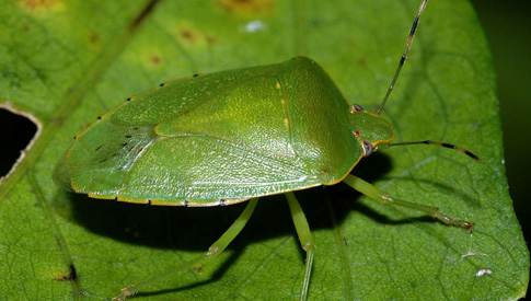 Chinches verdes: cómo alejarlas de la casa y el jardín