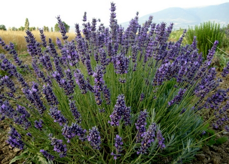 Como cuidar el hígado: sueño, lavanda y mucho más