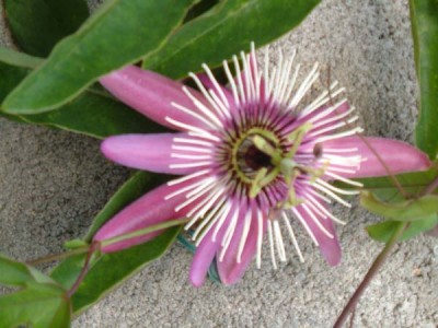 Cómo acabar con la intranquilidad y nerviosismo con pasiflora