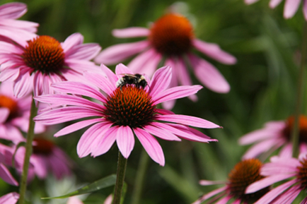 Echinacea para el sistema inmune