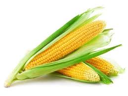 El maíz y sus usos medicinales