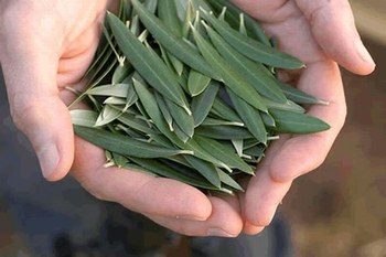 Extracto de hoja de olivo: Beneficios y Preparación