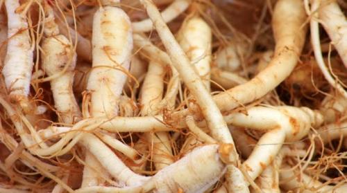 Ginseng para revitalizar el organismo