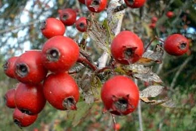 Heridas y cicatrices: remedios naturales para curarlas y reducirlas