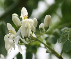 La moringa, el árbol de la eterna juventud