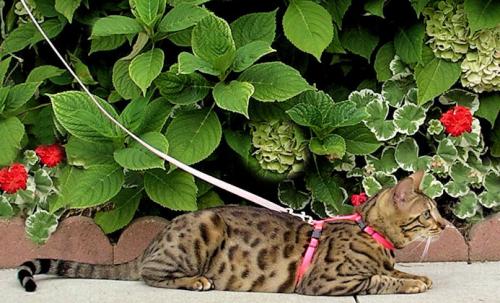 Plantas venenosas para los gatos