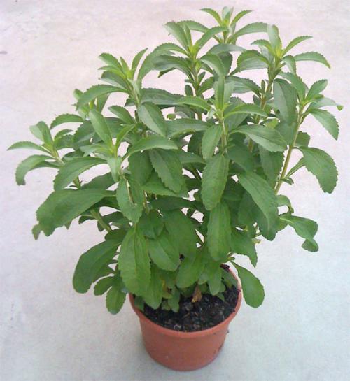 Stevia: como cultivarla en maceta